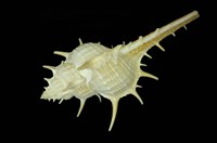 藏品(寶島骨螺)的圖片